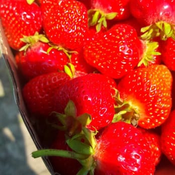 Downey's Farm Market - Farmers Market Near Me - Caledon, Ontario Downey's Farm Market - Farmers Market Near Me - Caledon, Ontario