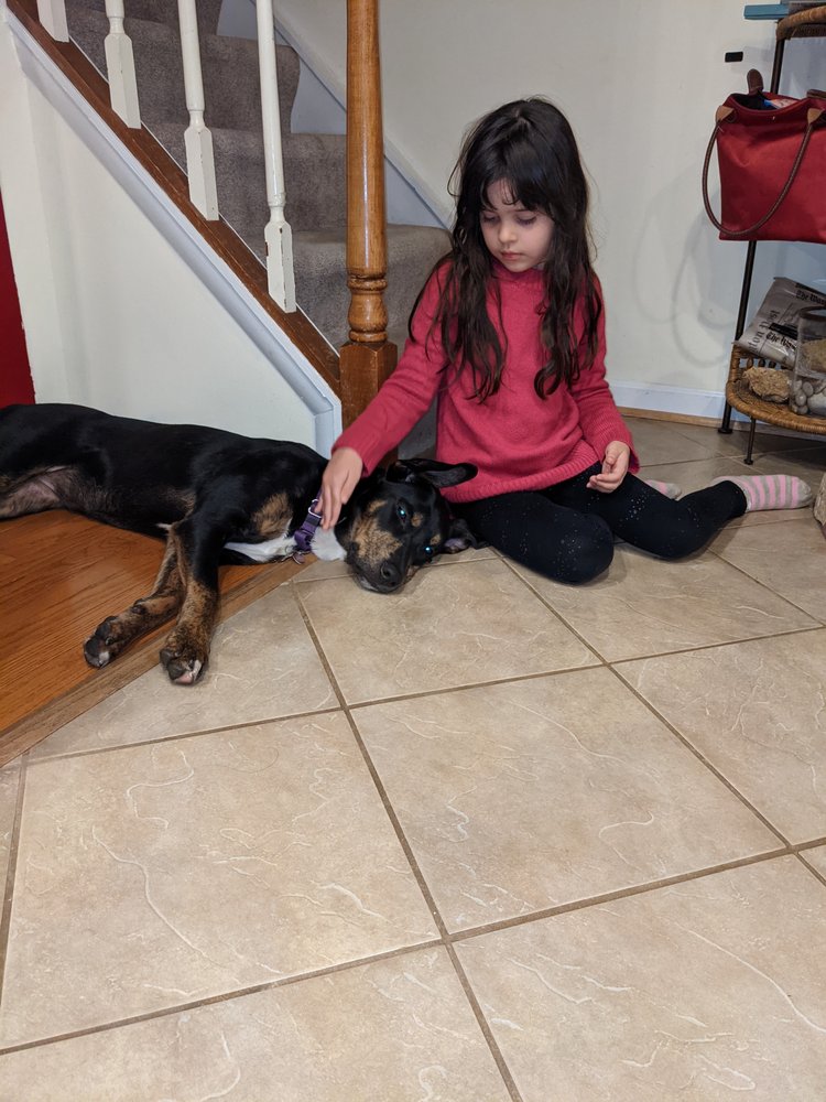 MICHAEL’S DOGS Updated October 2024 17 Photos Houston, Texas