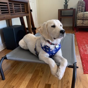 The Puppy Academy - So good being in "place". - Pet Training Near Me - Hermosa Beach, California The Puppy Academy - So good being in "place". - Pet Training Near Me - Hermosa Beach, California