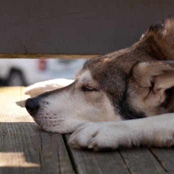 FurAmor - Customizable pet sitting allows your pets to enjoy their familiar surroundings and routines while you are away. - Dog Walkers Near Me - Elgin, Illinois