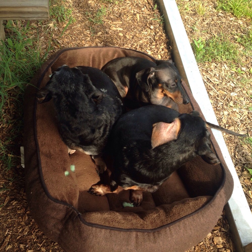 Butch, Fifi, and Tip (the pups)
