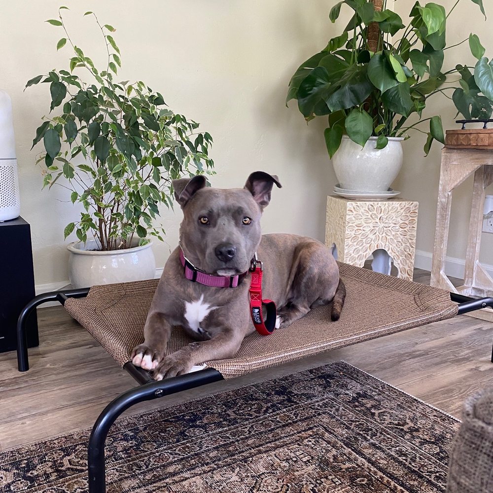 Polite Pooch - Lola practicing staying in place - Pet Training Near Me Polite Pooch - Lola practicing staying in place - Pet Training Near Me
