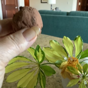 Cooking Kauai - Yummy chocolate orange truffles - Cooking Schools Near Me Cooking Kauai - Yummy chocolate orange truffles - Cooking Schools Near Me