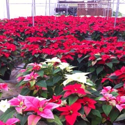Carlson's Greenhouse