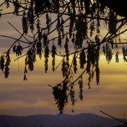 Woodbridge Isenberg Crane Reserve - A tree is silhouetted against the western sky as darkness descends at Woodbridge Isenberg Crane Reserve in Lodi, California