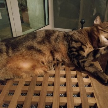 Romeow Cat Bistrot - Bistros Near Me - Rome, RM Romeow Cat Bistrot - Bistros Near Me - Rome, RM