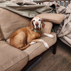 Linda Truax - Maya relaxing in the sun