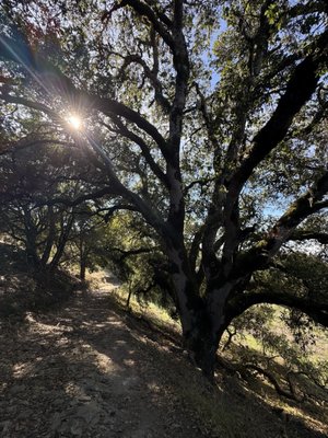 Taylor Mountain Regional Park by null