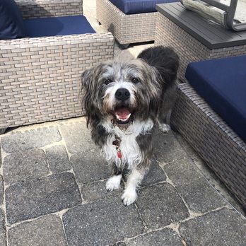 Groomer - Pet Sitting Near Me - Bloomfield, New Jersey Groomer - Pet Sitting Near Me - Bloomfield, New Jersey