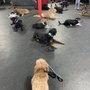 Photo of Sit Means Sit Dog Training Salt Lake City