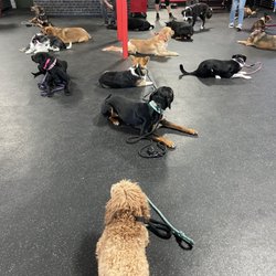 Sit Means Sit Dog Training Salt Lake City - Puppy pile!