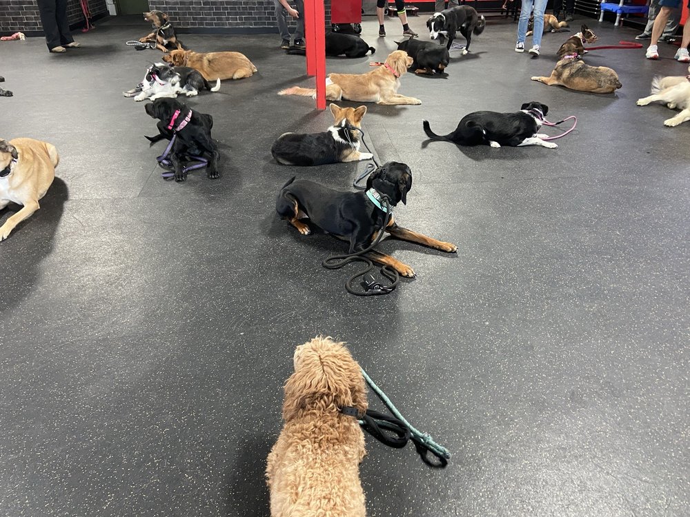 Sit Means Sit Dog Training Salt Lake City - pet boarding facility in West Jordan, UT