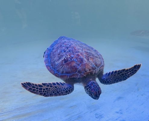 Sea Turtle, Inc. by null