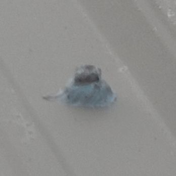 Lewis Walker Roofing - Brand new lifetime screw on a brand new $20,000 roof covered in white silicone. - Roofing Near Me - Lake City, Florida Lewis Walker Roofing - Brand new lifetime screw on a brand new $20,000 roof covered in white silicone. - Roofing Near Me - Lake City, Florida