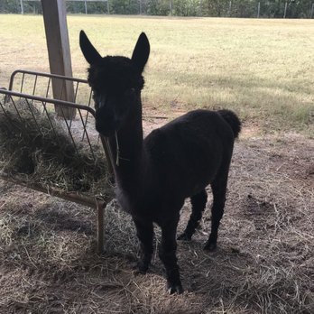 Crafdal Farm Alpacas - Pet Breeders Near Me - Madison, Georgia Crafdal Farm Alpacas - Pet Breeders Near Me - Madison, Georgia