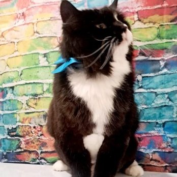 Lighthouse Veterinary Services - Veterinarians Near Me
