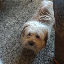 Poochie Do's - This is Lucy she's about 6 years old she's a rescue dog she is spayed and unfortunately our groomer is no longer servicing the Ephrata area.