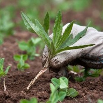 Paul's Professional Weeding Service - Hand weeding - Landscaping Near Me Paul's Professional Weeding Service - Hand weeding - Landscaping Near Me