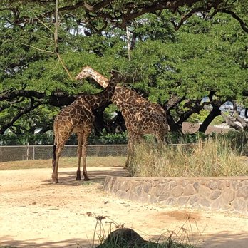 Honolulu Zoo - Giraffe at honolulu zoo! So beautiful:) - Zoos Near Me - Honolulu, Hawaii