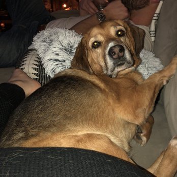 Pack Life - No, I'm not moving, I played way too hard today. (Aka, I got too many pets, I don't need any more.) - Dog Walkers Near Me - Chicago, Illinois Pack Life - No, I'm not moving, I played way too hard today. (Aka, I got too many pets, I don't need any more.) - Dog Walkers Near Me - Chicago, Illinois