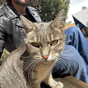 Hicksville Pines - Norma * careful , she's not a big fan of belly rubs but head pats yes* - Hotels Near Me - Idyllwild, California