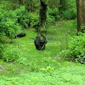 Bronx Zoo - Momma & baby - Zoos Near Me - Bronx, New York