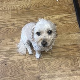 My sweet little dog
