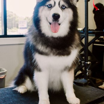 Vanity Fur - Sasha the husky! Vanity Fur takes all breeds. - Pet Groomers Near Me - Pensacola, Florida Vanity Fur - Sasha the husky! Vanity Fur takes all breeds. - Pet Groomers Near Me - Pensacola, Florida