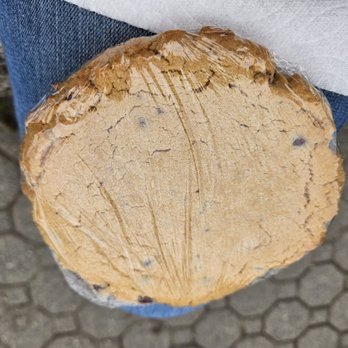 Alpine Cafe & Bakery - Peanut butter chocolate chip cookie (the size of at least 4 regular sized cookies... - Bakeries Near Me - Girdwood, Alaska