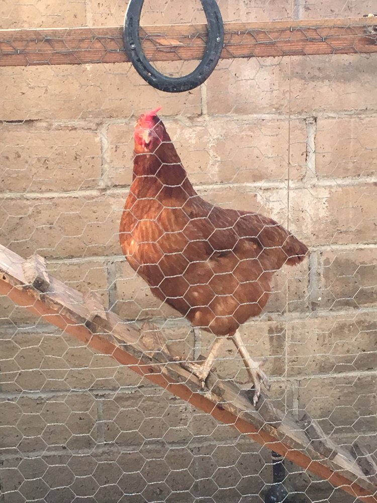 ANGELA’S PET SITTING Updated August 2024 20 Reviews 18543 Yorba