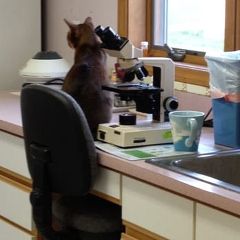 Caring For Cats - Veterinarians Near Me - Rochester, New York