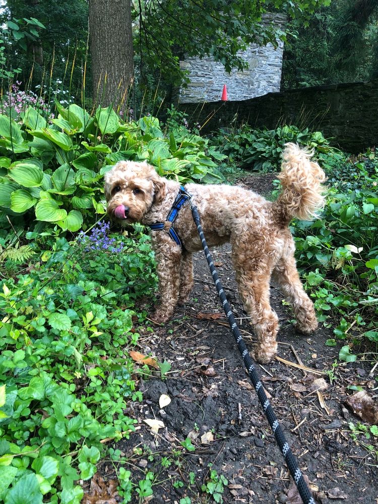 RUFF MUTTS 116 Photos Plymouth Meeting, Pennsylvania Dog Walkers