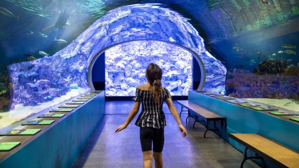 OdySea Aquarium by null