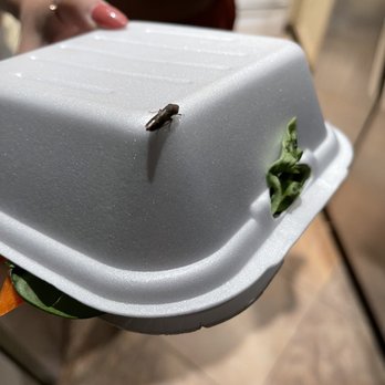 Mr. Sushi - This bug crawled out of my house salad when I opened it - Sushi Bars Near Me - Valencia, California Mr. Sushi - This bug crawled out of my house salad when I opened it - Sushi Bars Near Me - Valencia, California