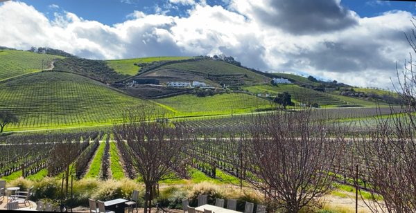 Parrish Family Vineyard by null
