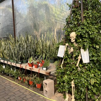 Desert Horizon Nursery - Indoor plant selections - Nurseries & Gardening Near Me - Queen Creek, Arizona Desert Horizon Nursery - Indoor plant selections - Nurseries & Gardening Near Me - Queen Creek, Arizona