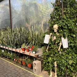 Desert Horizon Nursery - Indoor plant selections