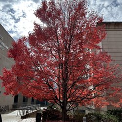 University of Arkansas