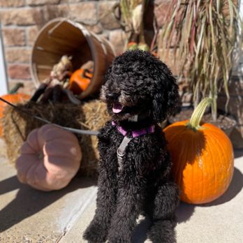 Four Paws Stay & Play - Pet Sitting Near Me - Verona, New Jersey Four Paws Stay & Play - Pet Sitting Near Me - Verona, New Jersey
