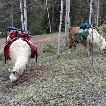 Wild Earth Llama Adventures - Grazing break! - Hiking Near Me