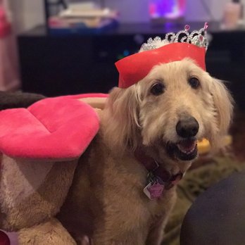 4 Legged Friends - Veterinarians Near Me - Brooklyn, New York