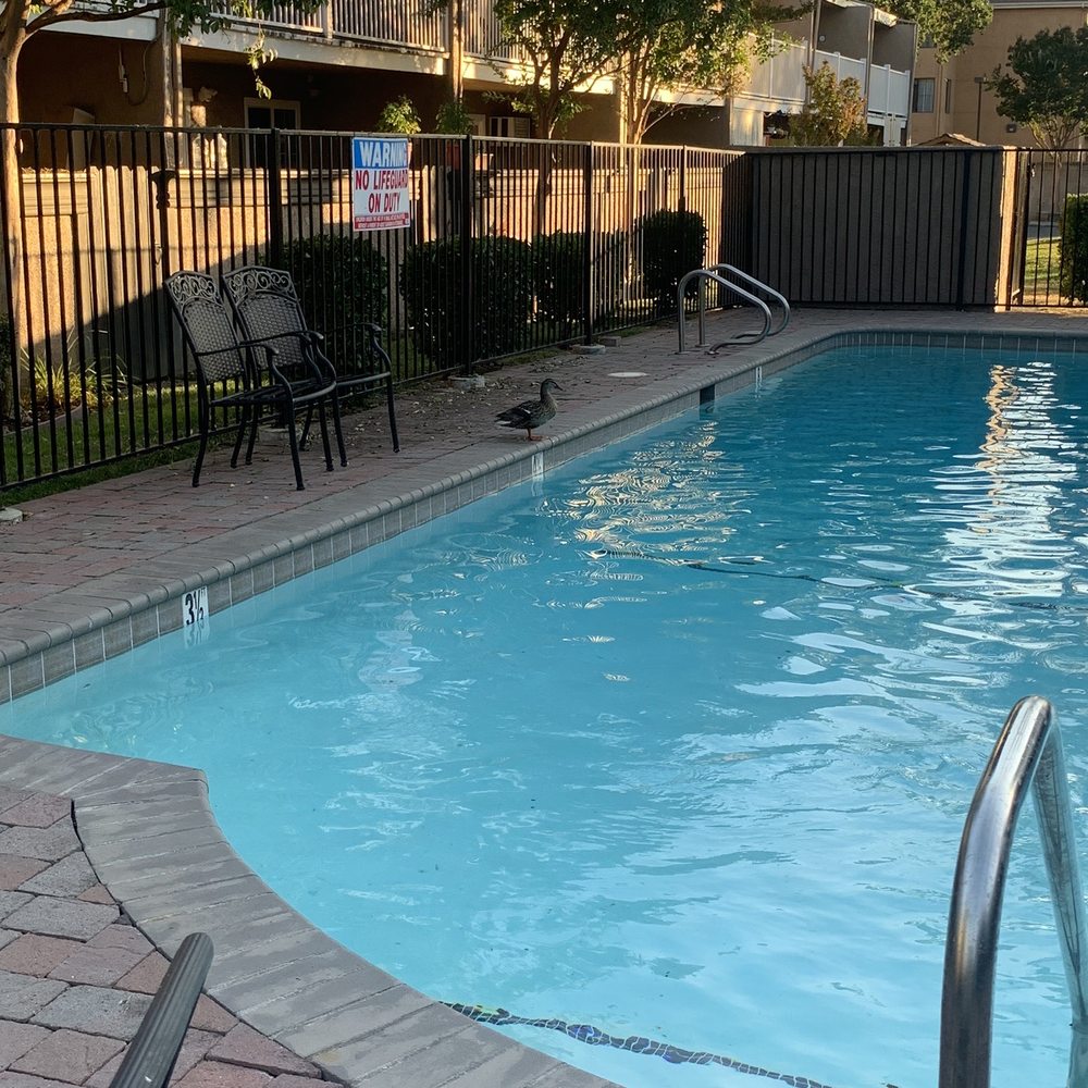 Sun Valley Apartment Homes - The only other guest at the pool - Apartments Near Me - Pleasant Hill, California Sun Valley Apartment Homes - The only other guest at the pool - Apartments Near Me - Pleasant Hill, California
