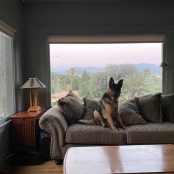 Complete K9 Training - Loki! - Pet Training Near Me Complete K9 Training - Loki! - Pet Training Near Me