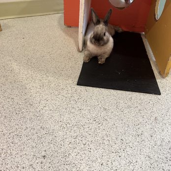 The Bunny Café - Pet Adoption Near Me - Vancouver, British Columbia The Bunny Café - Pet Adoption Near Me - Vancouver, British Columbia