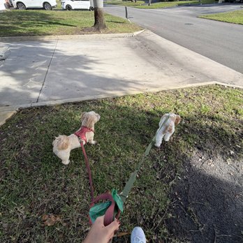 Wilton Dog Walkers - Genesis walking Chino and Coco for some fresh air out front. They usually play in the backyard, but today it's a walk to mix things up. - Dog Walkers Near Me Wilton Dog Walkers - Genesis walking Chino and Coco for some fresh air out front. They usually play in the backyard, but today it's a walk to mix things up. - Dog Walkers Near Me