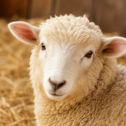Clovermead Adventure Farm Honey Shop