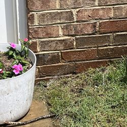 Charlotte Irrigation - Sprinkler head that will not go down