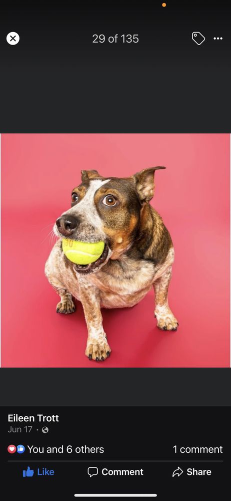 Animal Fare Image