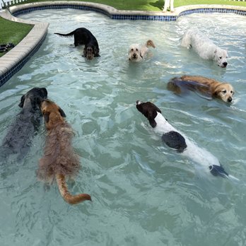Social Pawz - Tripp Big White dog back right - Pet Boarding Near Me - Oakland Park, Florida Social Pawz - Tripp Big White dog back right - Pet Boarding Near Me - Oakland Park, Florida