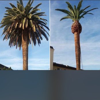 Apex Tree Care - Canary Island Date Palm - Tree Services Near Me